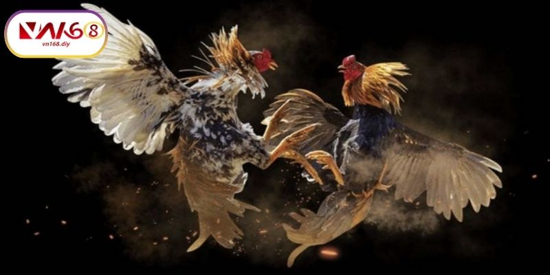 Gioi-Thieu-Chung-Ve-Đa-Ga-Truc-Tiep-Tai-VN168