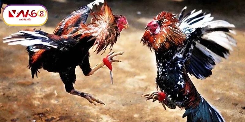 Mẹo Tăng Cơ Hội Thắng Khi Cược Đá Gà VN168