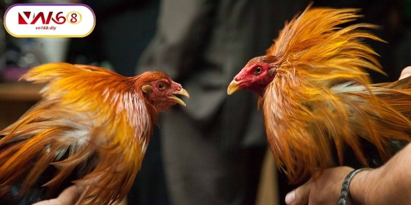 Trai-Nghiem-Đa-Ga-Truc-Tiep-C4-Tai-VN168