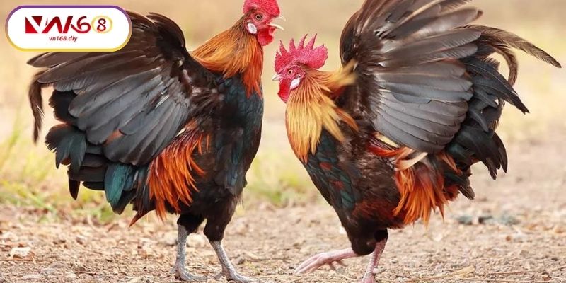 Meo-Xem-Va-Cuoc-Đa-Ga-C4-Hieu-Qua-Tai-VN168