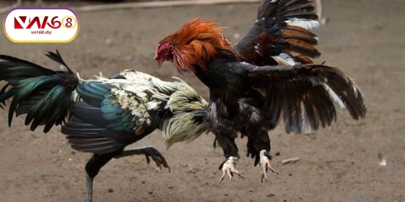 Gioi-thieu-ve-da-ga-C1-tai-VN168