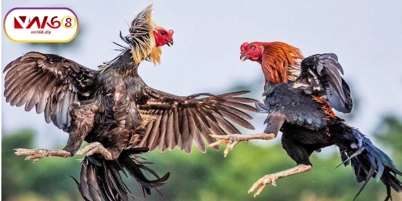 Trai-Nghiem-Xem-Live-Cuc-Net,-Ổn-Đinh-Tren-Moi-Thiet-Bi