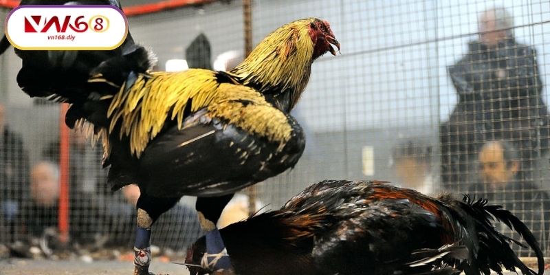 Huong-Dan-Tham-Gia-Đa-Ga-Campuchia-Tai-VN168