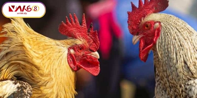 Bi-Quyet-Đat-Cuoc-Hieu-Qua-Khi-Xem-Đa-Ga-Campuchia