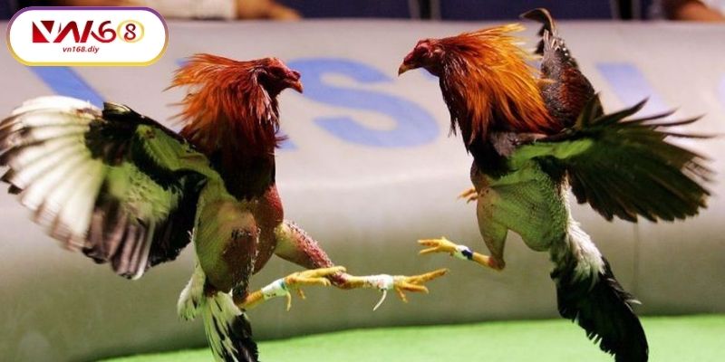 Gioi-Thieu-Ve-Đa-Ga-Cua-Sat-VN168