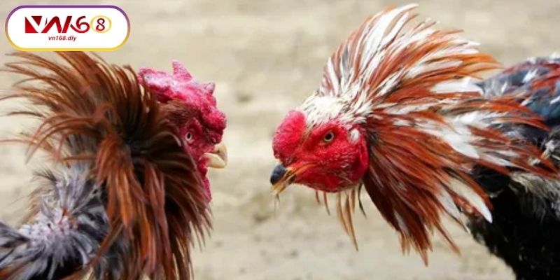 Ưu-dai-cho-nguoi-choi-moi-va-hoi-vien-VIP