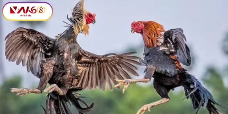 Thiet-lap-xem-tren-VN168:-tu-dang-nhap-den-toi-uu-luong