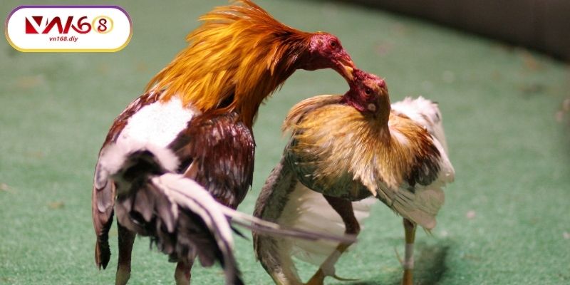 Ly-Do-Nguoi-Choi-Ưa-Chuong-Đa-Ga-Hau-Kieng-Tai-VN168