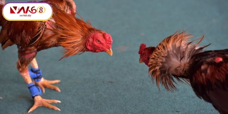 Cach-Tham-Gia-Đa-Ga-Hau-Kieng-Tai-VN168