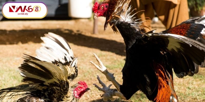 Cach-Tham-Gia-Đa-Ga-Noi-Tai-VN168