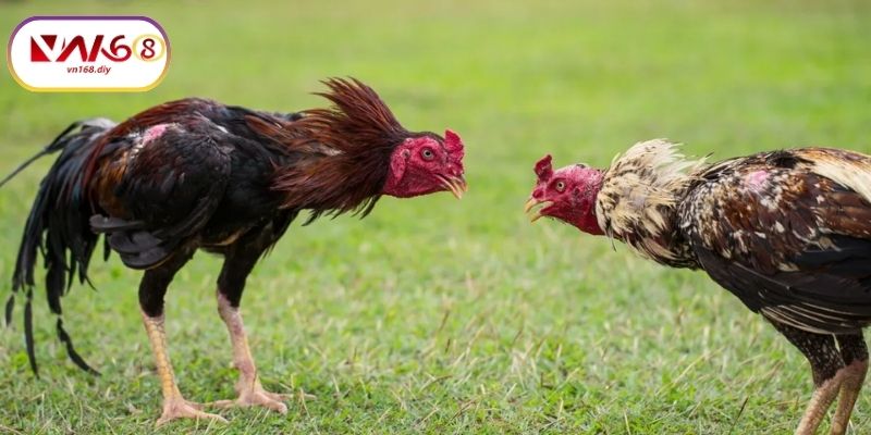 Cach-Chon-Keo-Đa-Ga-88-Tai-VN168-Hieu-Qua